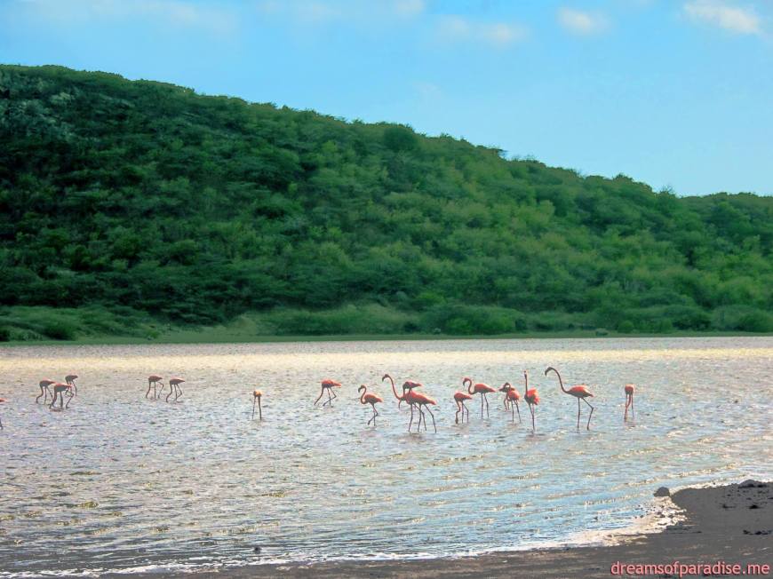 10257247_439056709563893_6966380164881481010_o