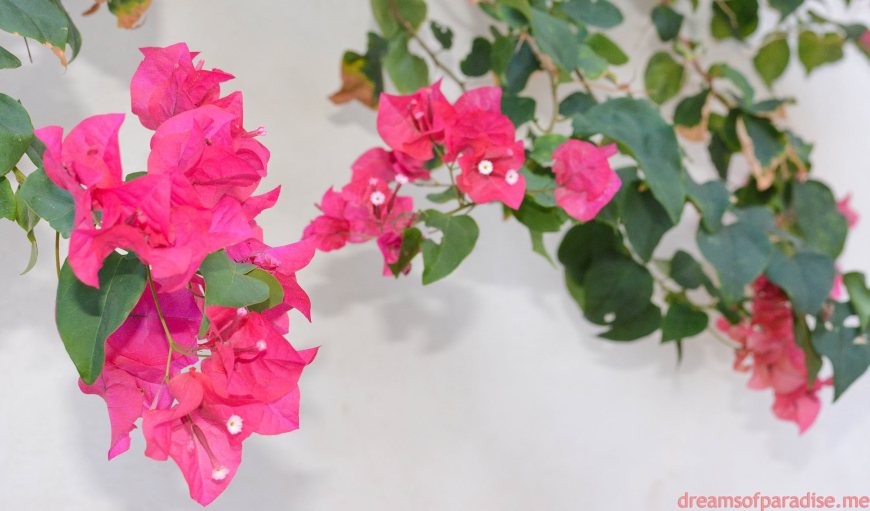 1524332_403382973131267_341142594_o